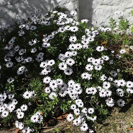 Villa Casa Palmeiras Charneca (Setubal)
