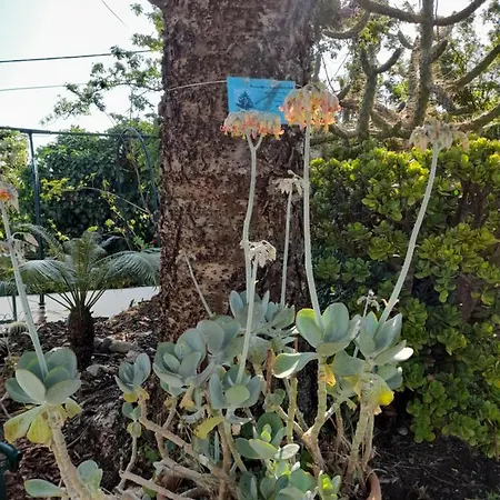 Villa Casa Palmeiras Charneca (Setubal)