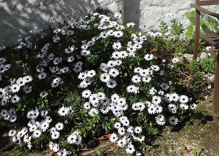 Villa Casa Palmeiras Charneca (Setubal)