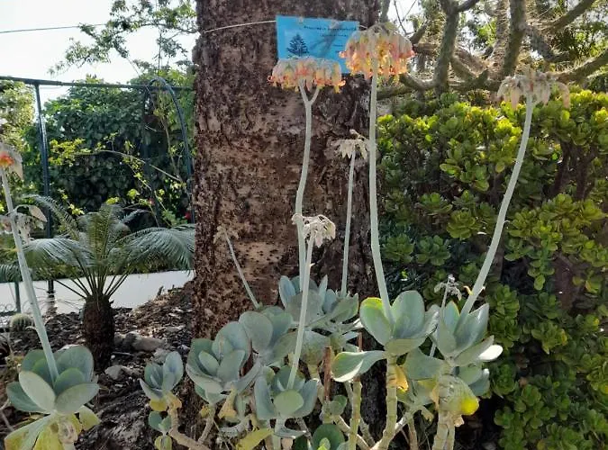 Villa Casa Palmeiras Charneca (Setubal)